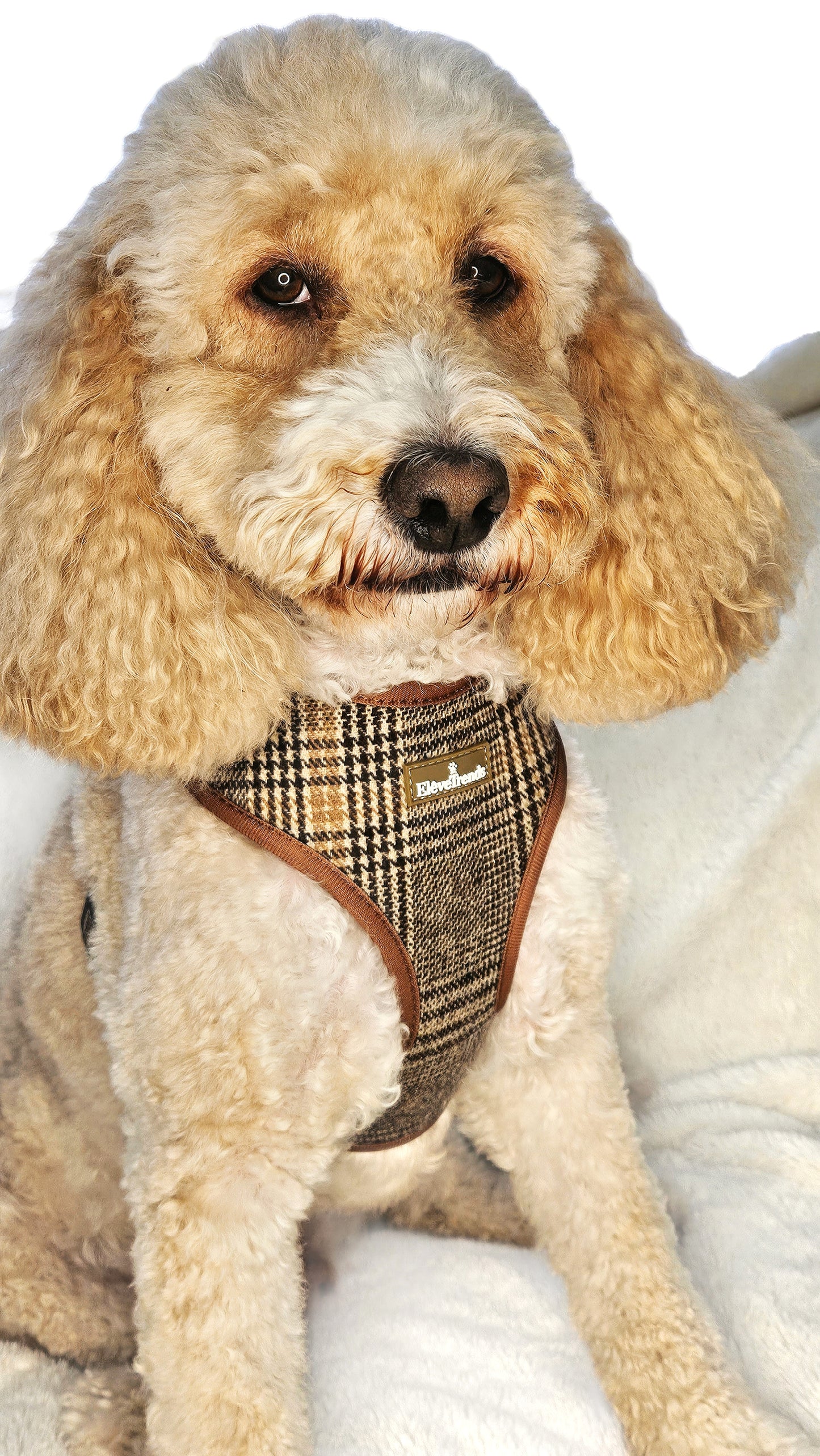 Tweed Check Harness & Lead Set